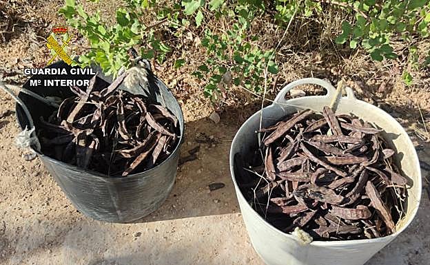 La Guardia Civil logra recuperar cerca de una tonelada de algarrobas, que devuelve a sus propietarios. 