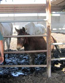 Imagen secundaria 2 - La Guardia Civil descubre una &#039;finca del horror&#039; en Murcia donde vivían caballos y burros con animales muertos