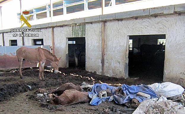 Un equino, junto a otros animales muertos, en la finca de Zarandona.