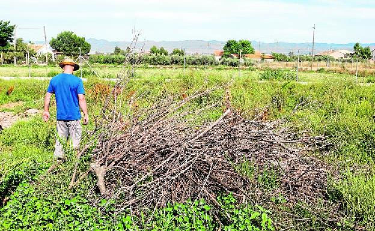 Restos de poda acumulados en una finca agrícola de Lorca. 