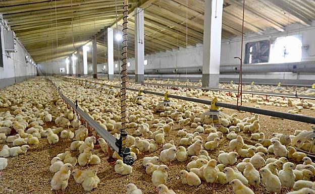 Pollos en una granja de engorde para la industria de la carne ubicada en la carretera de Mazarrón.