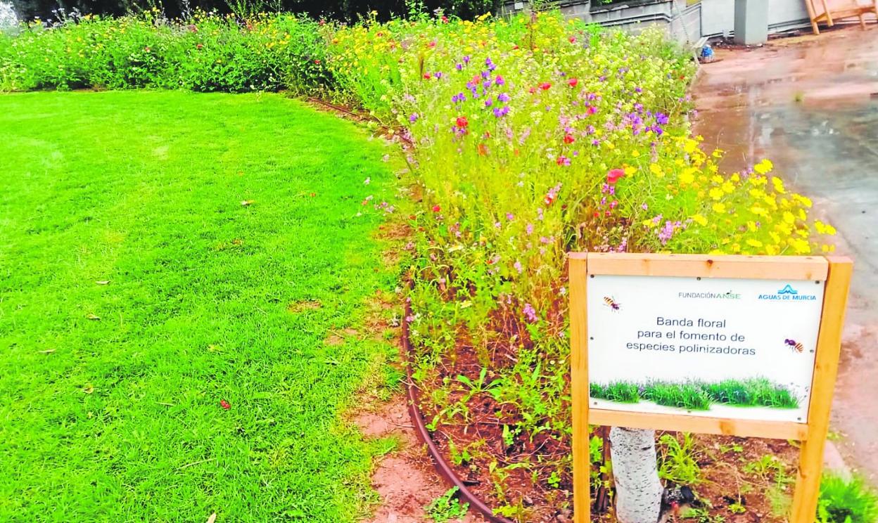 Uno de los proyectos ejecutados con ANSE es la plantación de bandas florales para polinizadores ubicada en la Potabilizadora de la Contraparada. 