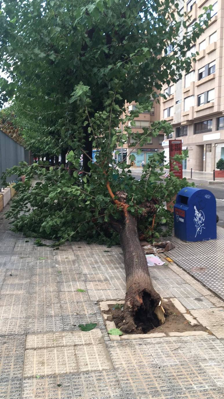 Un árbol caído frente al colegio García Alix, en el barrio de San Antón. 