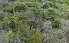 Matorrales de la Cola del Caballo