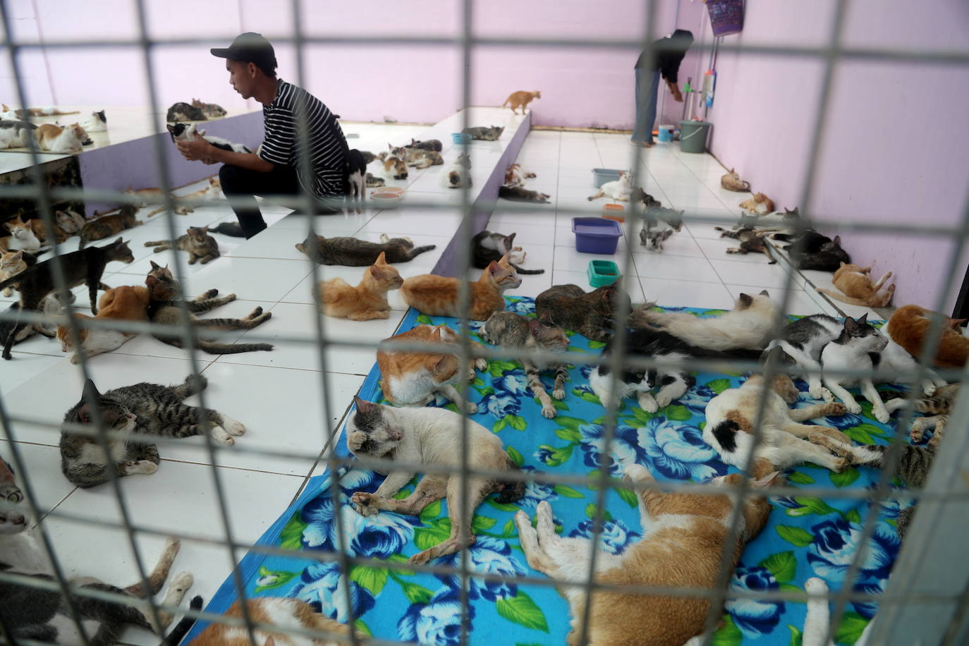 Fotos: Día Mundial del Animal en Indonesia