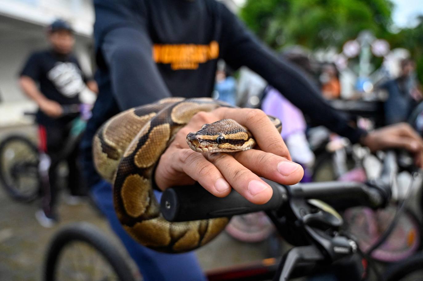Fotos: Día Mundial del Animal en Indonesia