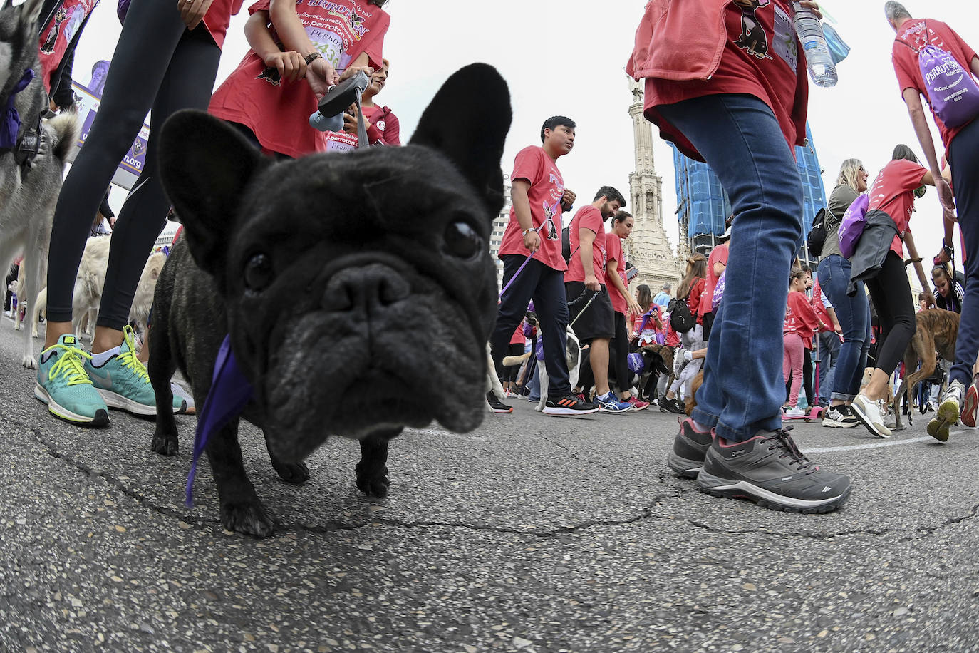Fotos: Perrotón Madrid 2022