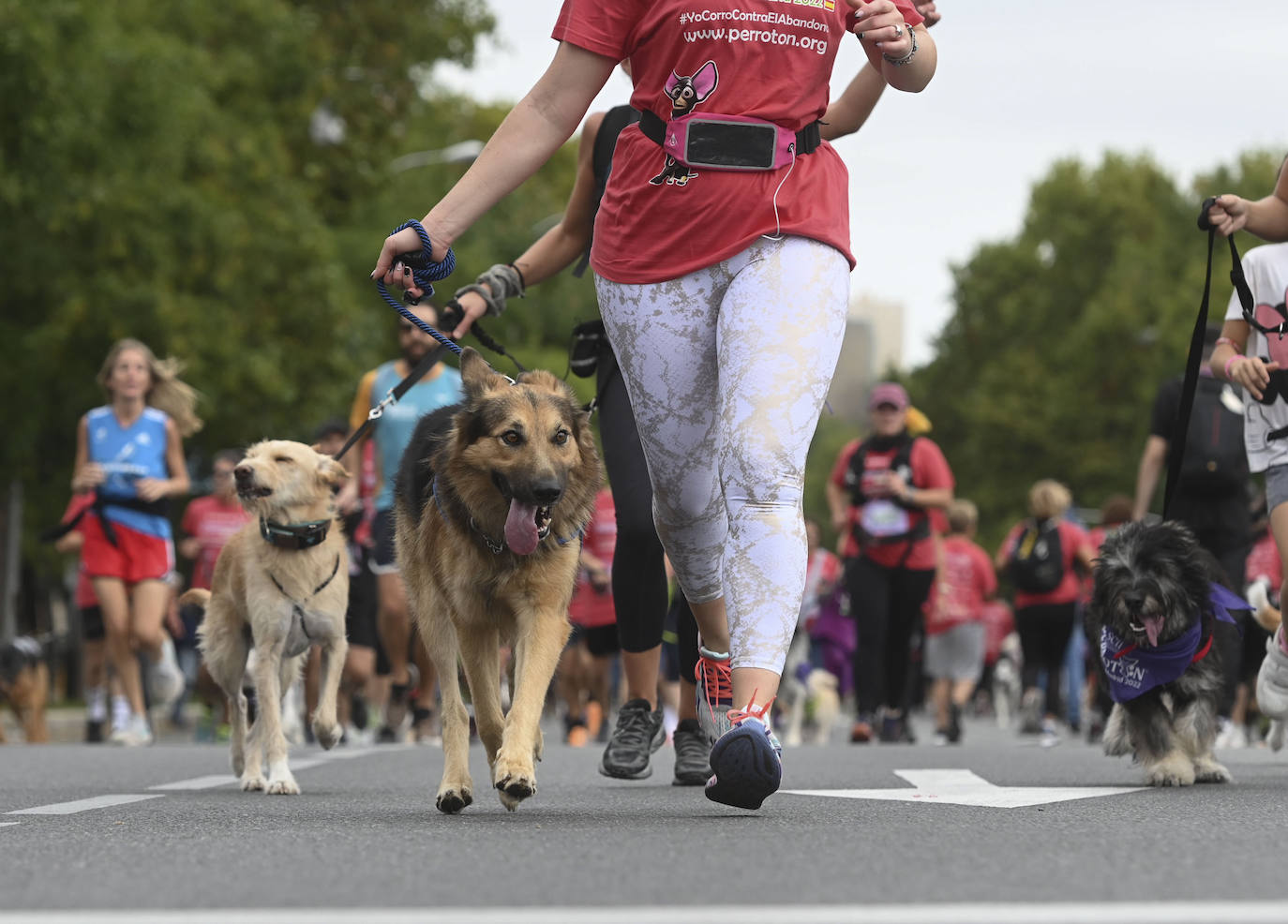 Fotos: Perrotón Madrid 2022