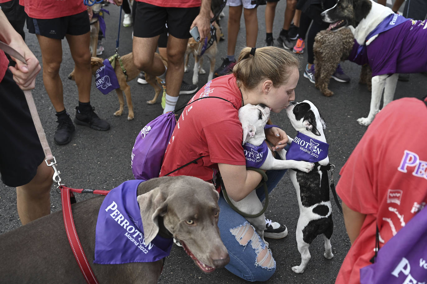 Fotos: Perrotón Madrid 2022
