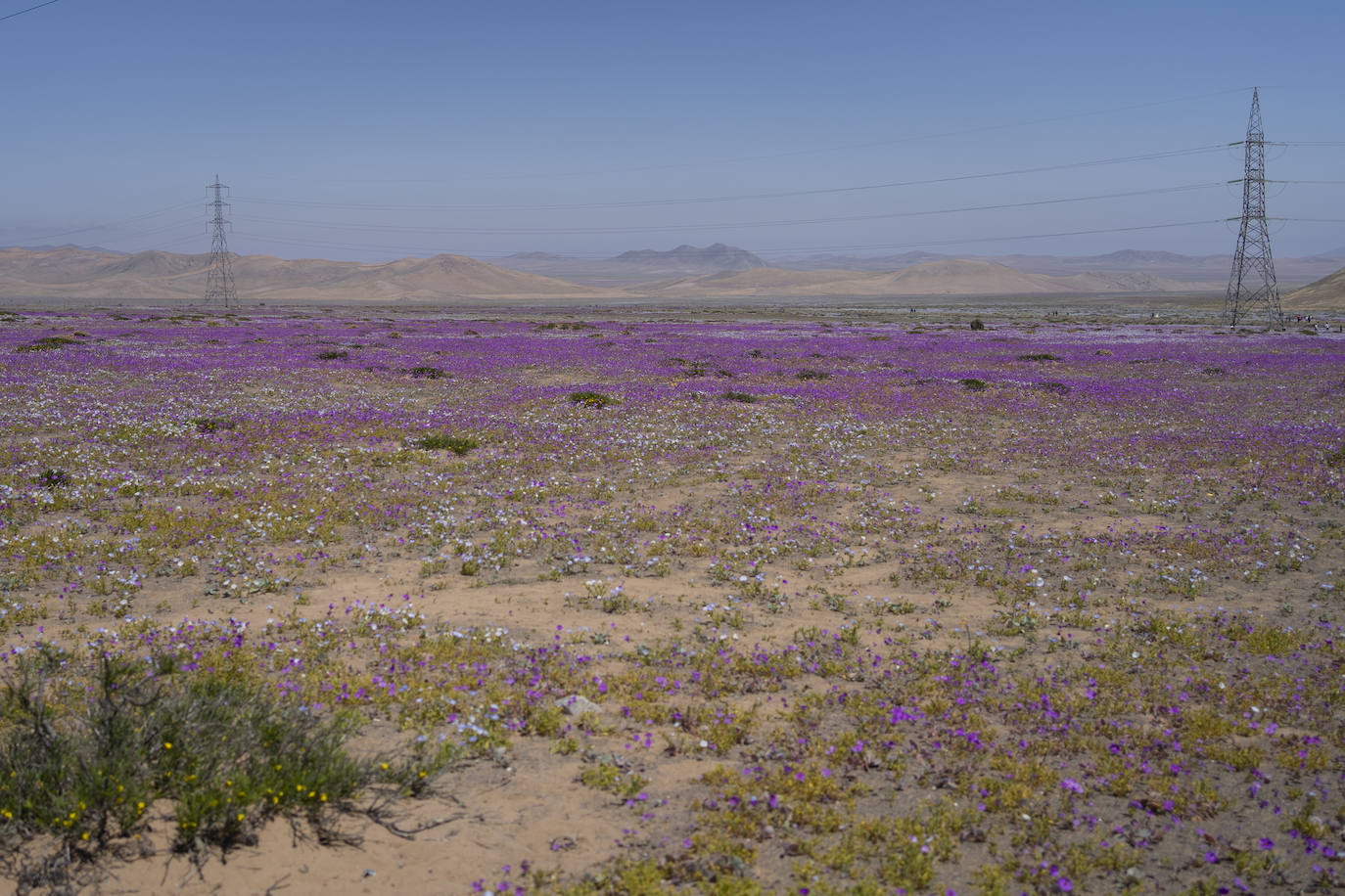 Fotos: Flores en el desierto