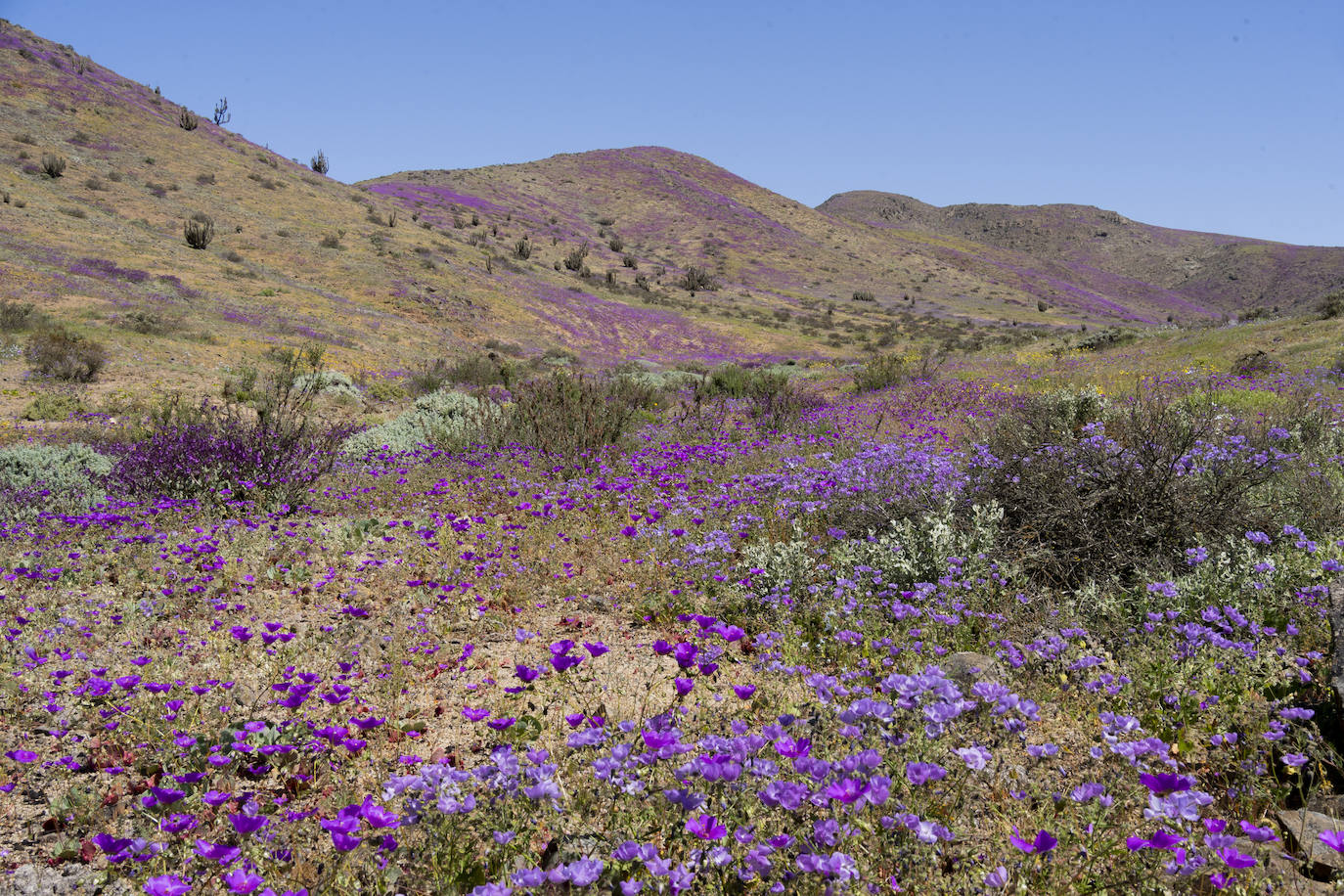 Fotos: Flores en el desierto