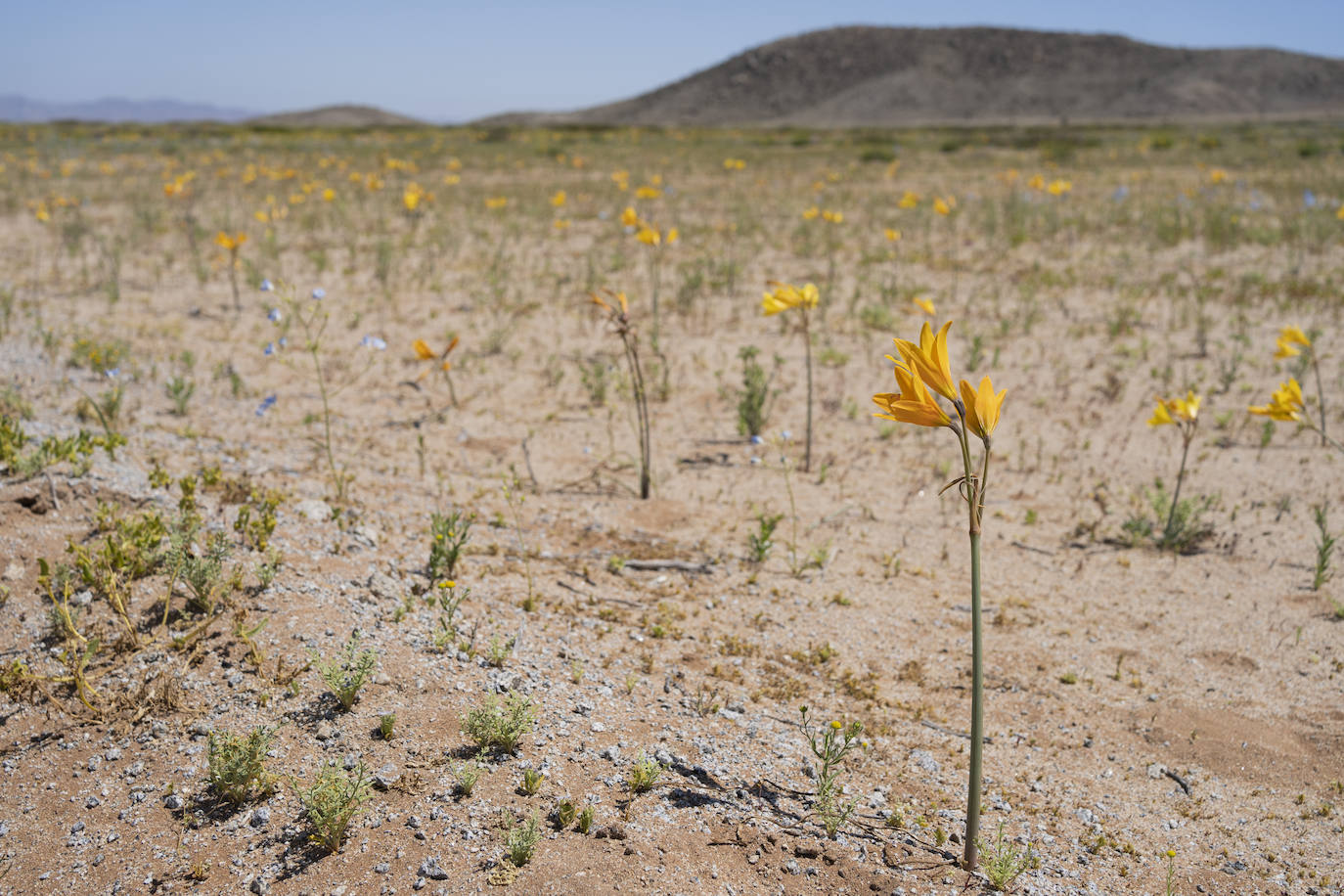 Fotos: Flores en el desierto