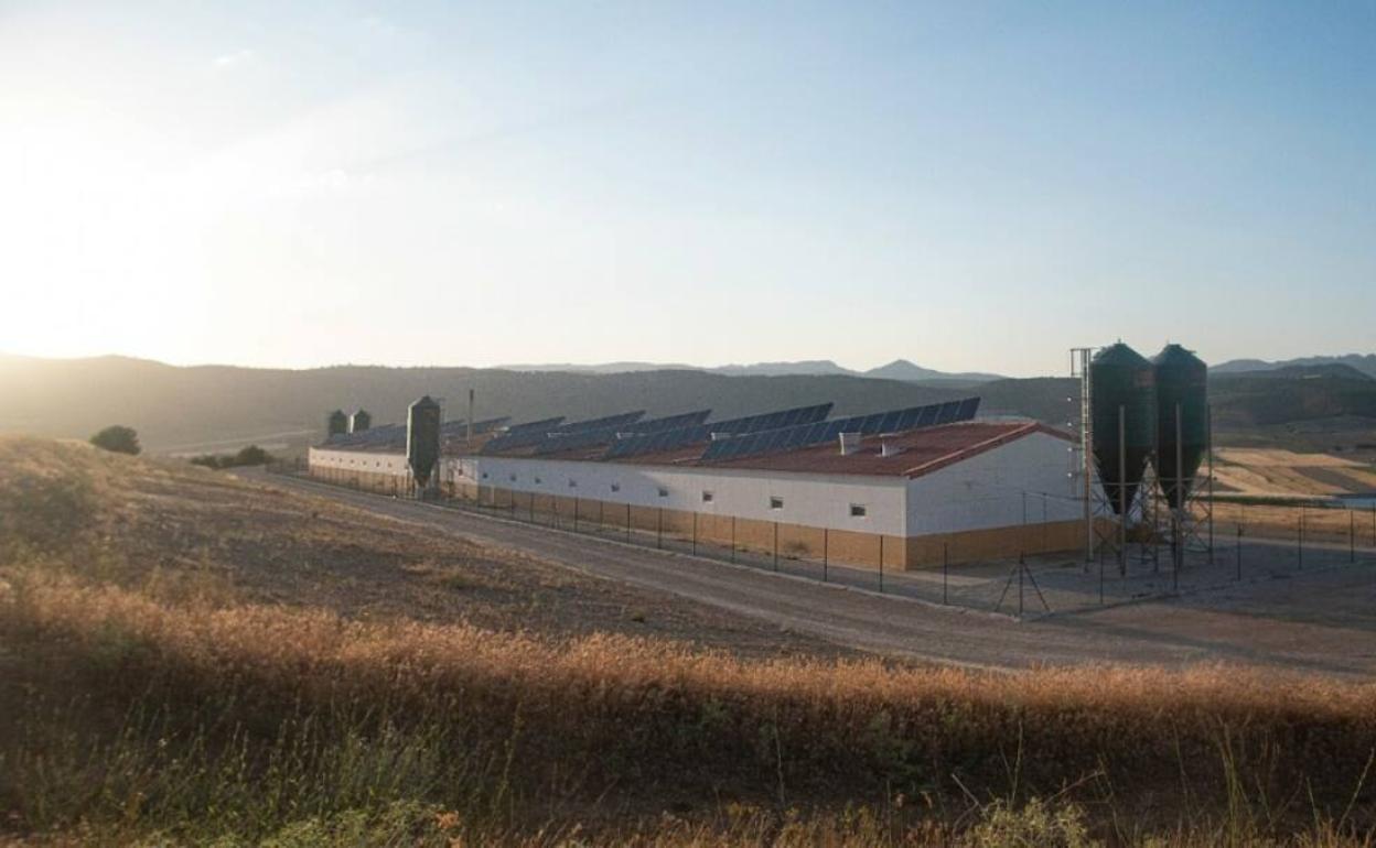 Panorámica de una macrogranja.. 