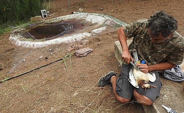 Mario León anilla a 'Silvia' junto al bebedero donde fue capturada.