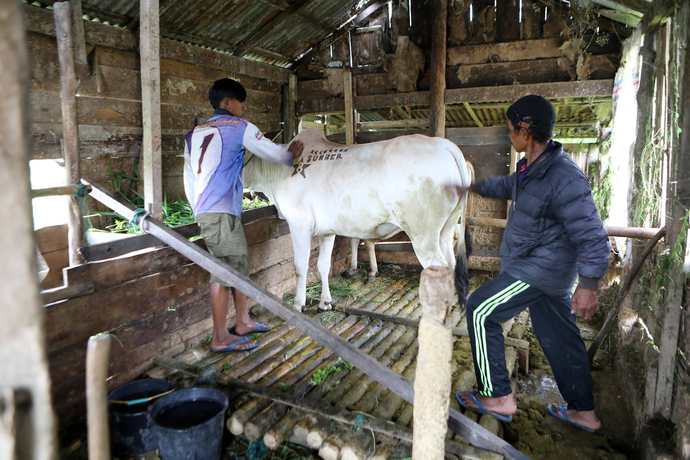 Fotos: Carrera de vacas Pacu Jawi