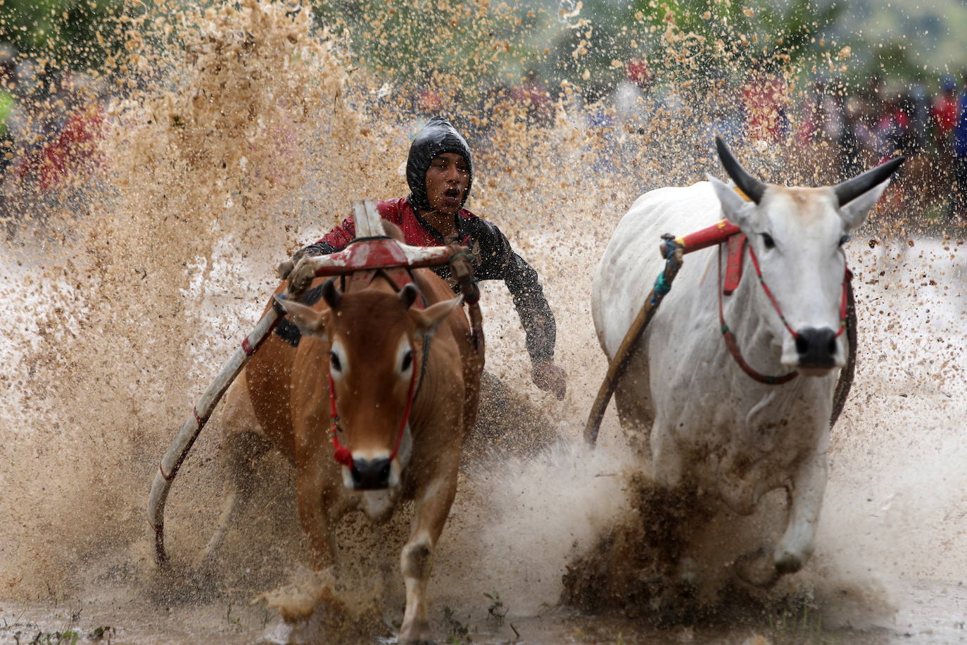 Fotos: Carrera de vacas Pacu Jawi