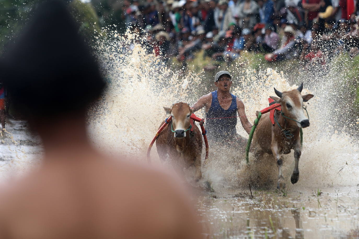 Fotos: Carrera de vacas Pacu Jawi