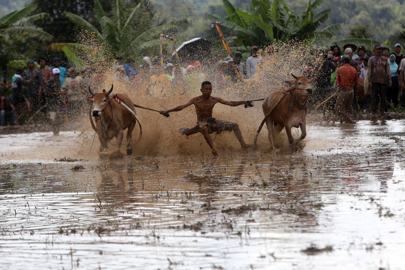 Fotos: Carrera de vacas Pacu Jawi