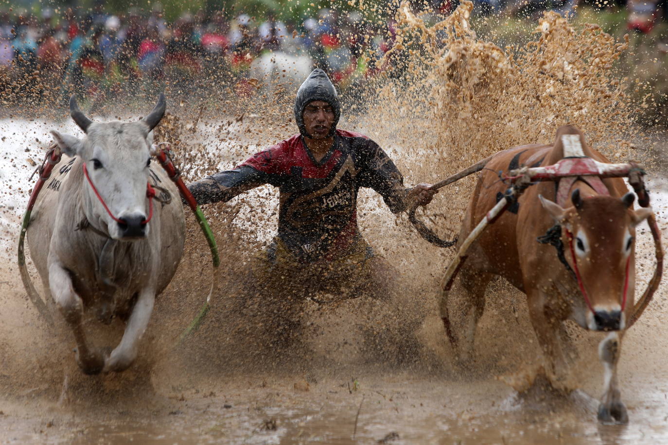 Fotos: Carrera de vacas Pacu Jawi