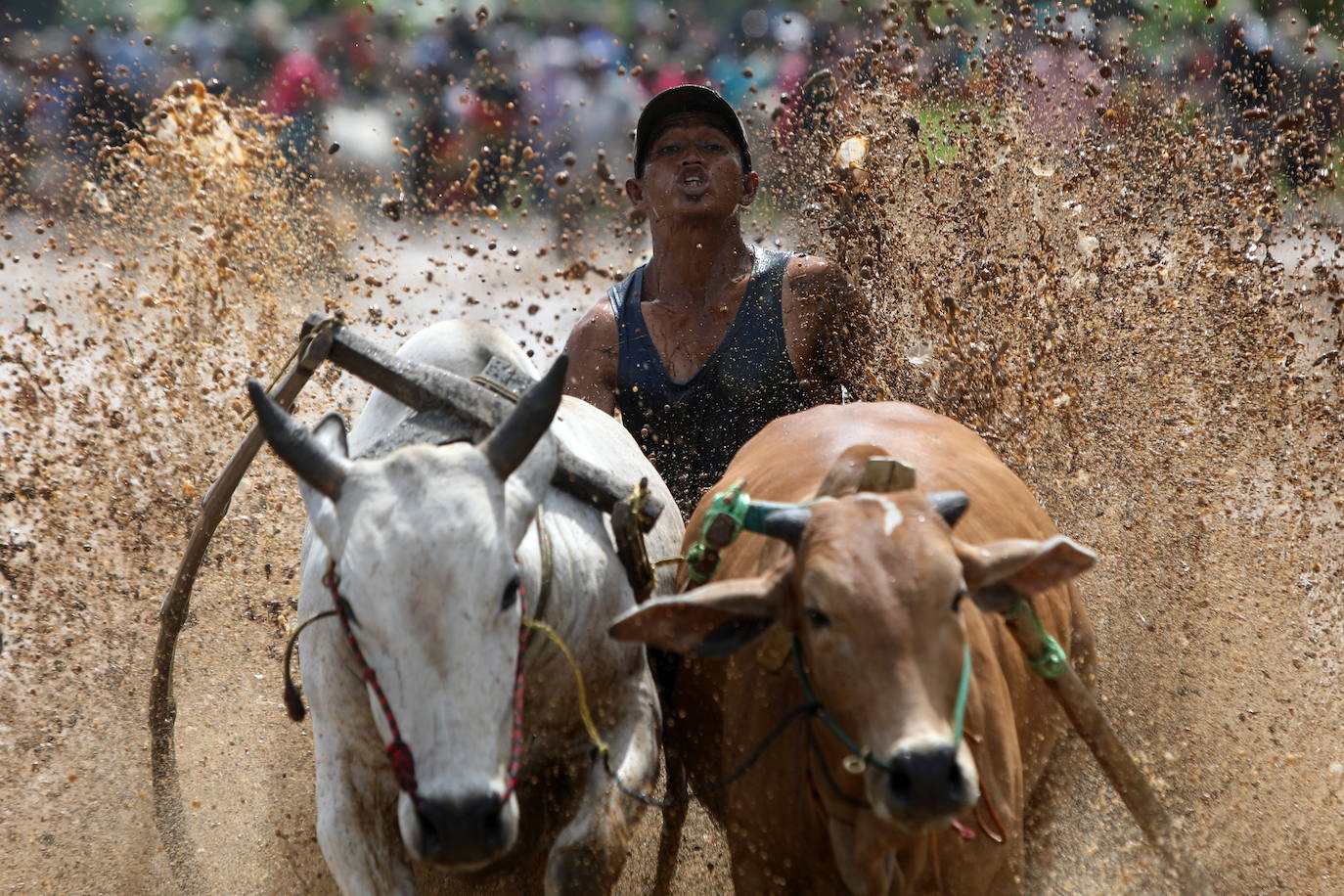 Fotos: Carrera de vacas Pacu Jawi