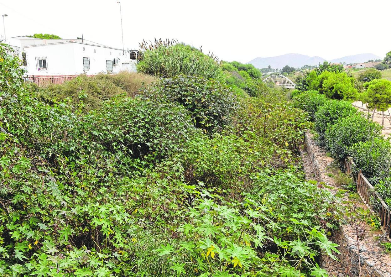 Acumulación de vegetación en la rambla de Canteras a su paso por el pueblo. 