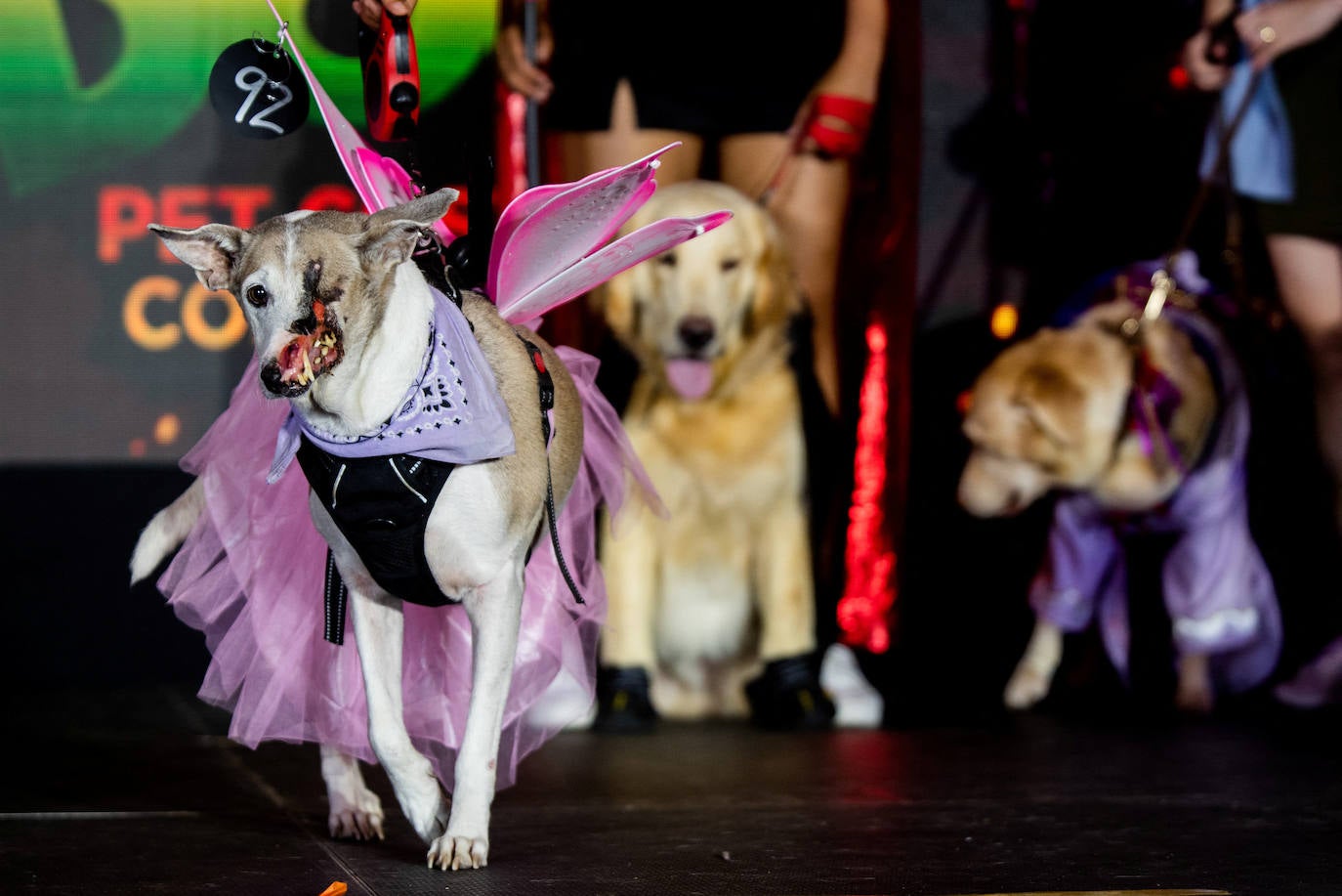 Fotos: Halloween para mascotas