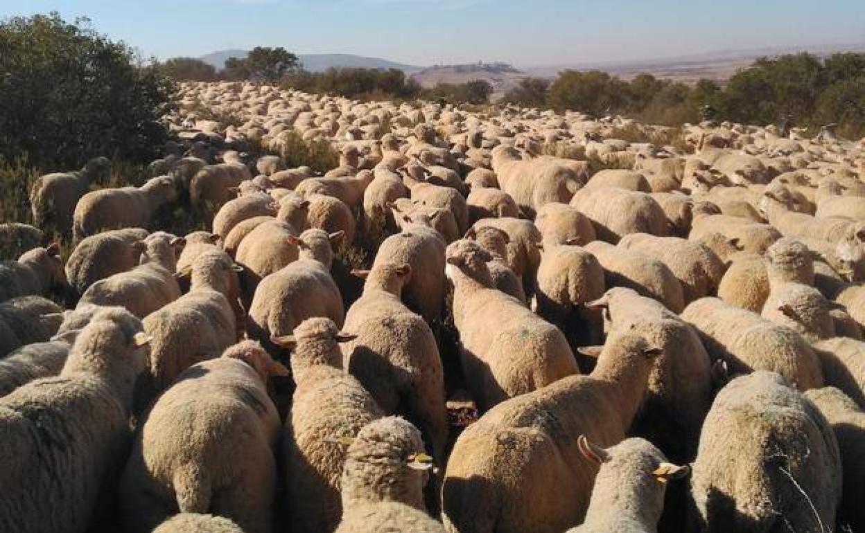 Imagen de archivo de un rebaño de ovejas conducido a pie por una vía pecuaria.