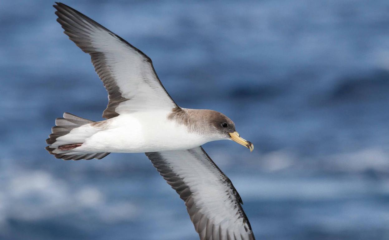 Pardela cenicienta, una de las aves marinas más amenazadas en el Mediterráneo.