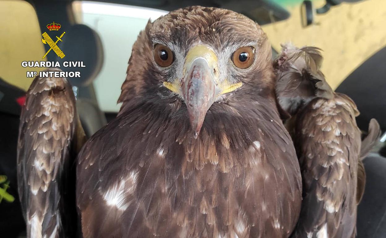Recuperada un águila real herida en Alhama de Murcia | La Verdad