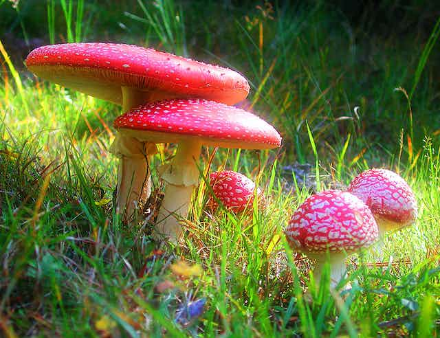 Amanita muscaria, la conocida matamoscas o falsa oronja, un hongo venenoso. Luis Monje, Author provided