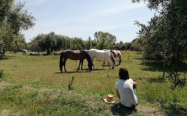 María López Mayol observa a sus animales. 