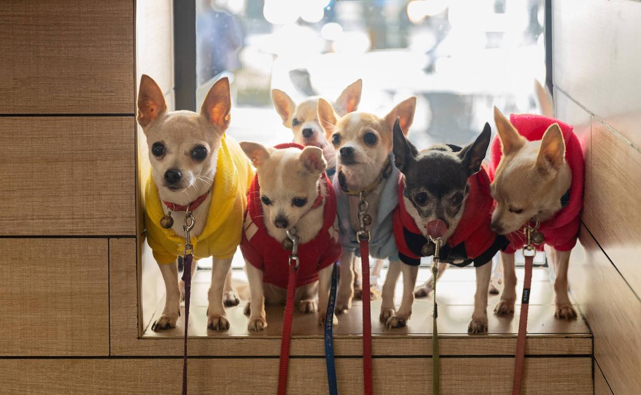 Unos chihuahuas en una imagen de archivo. 