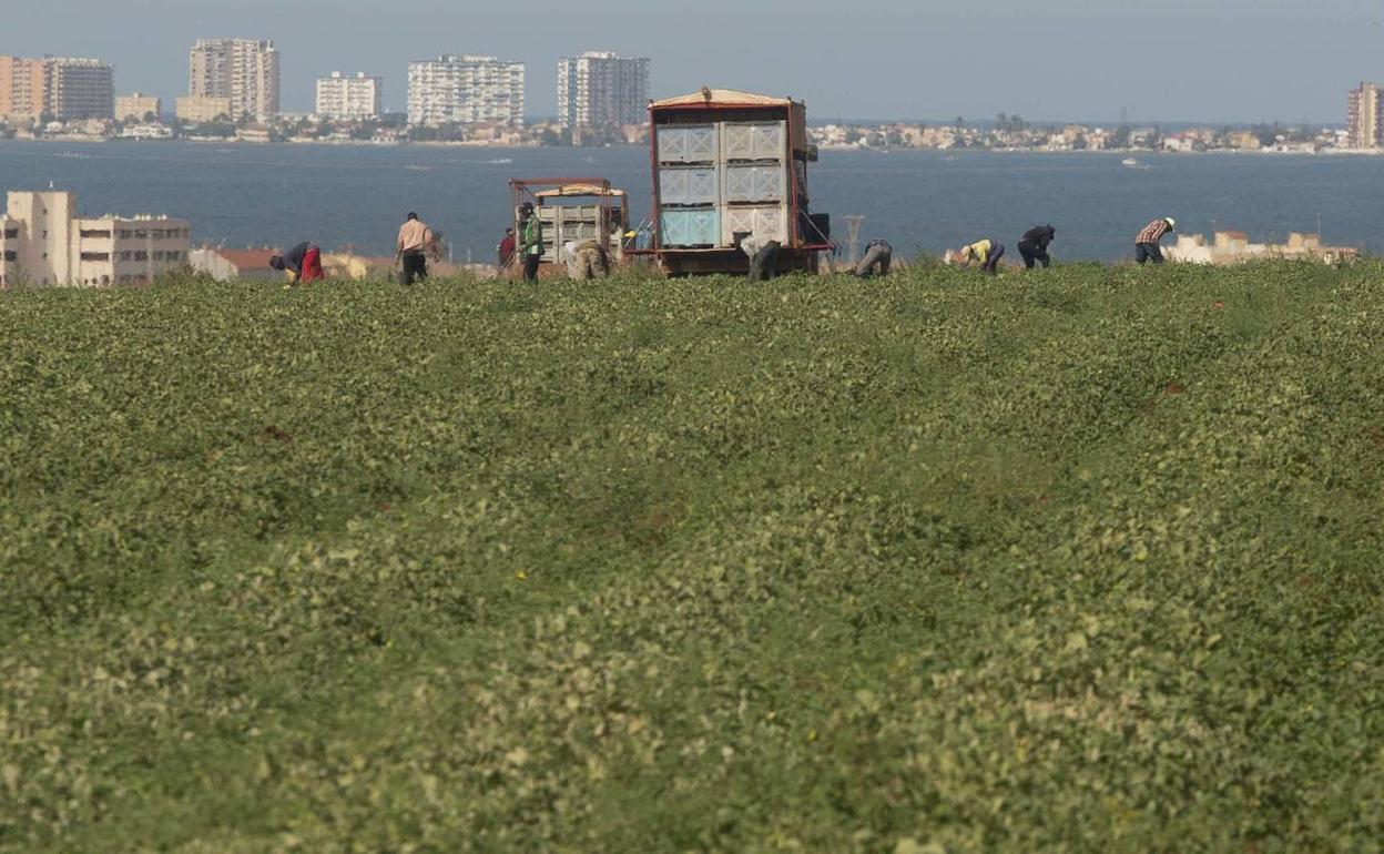 Jornaleros trabajan en una finca próxima al Mar Menor, en una imagen de archivo. 