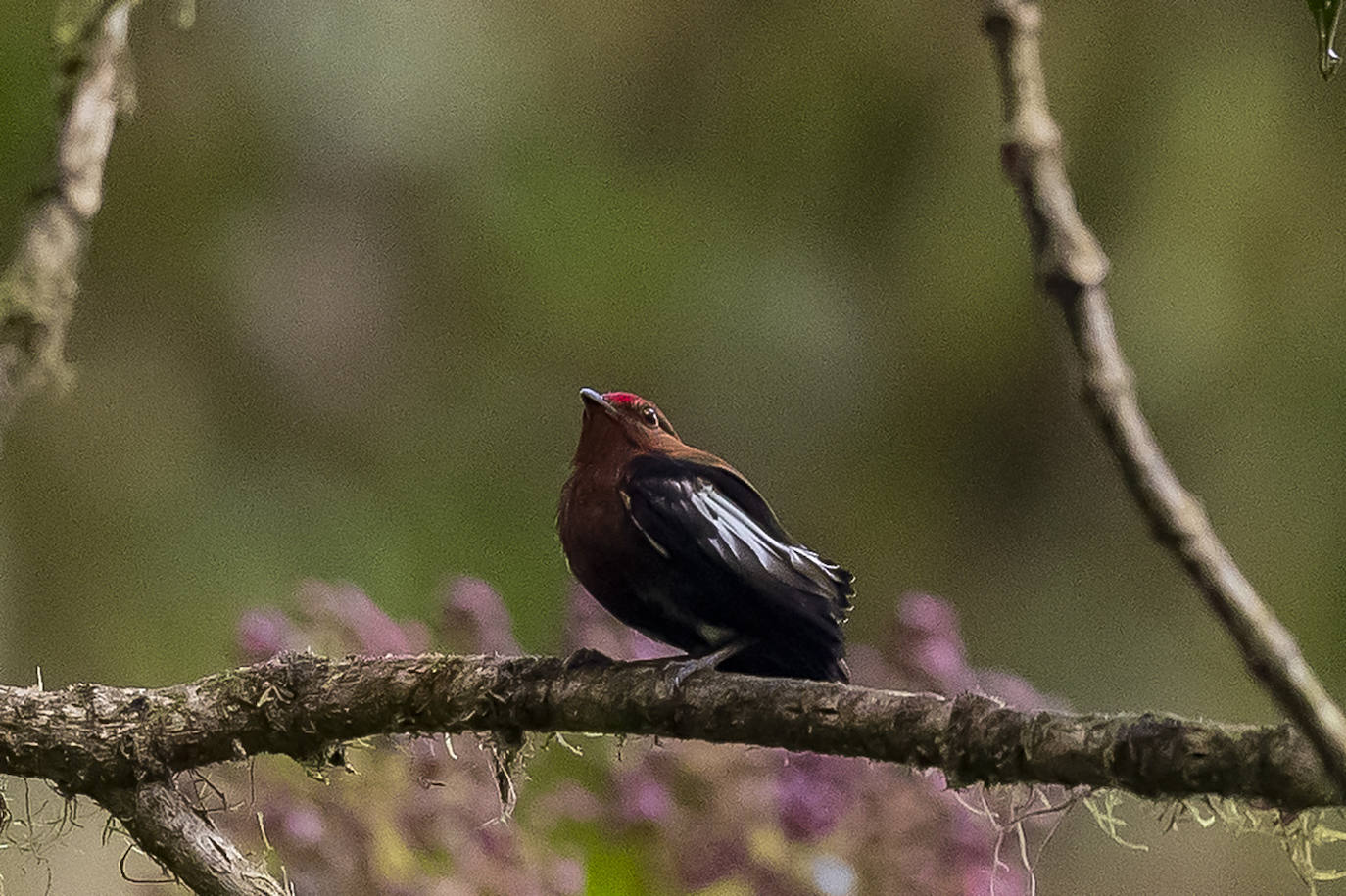 Fotos: Paraíso del &#039;birdwatching&#039;