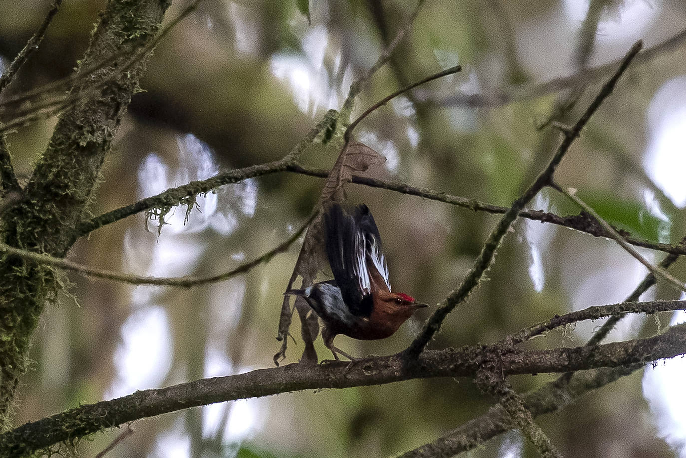 Fotos: Paraíso del &#039;birdwatching&#039;