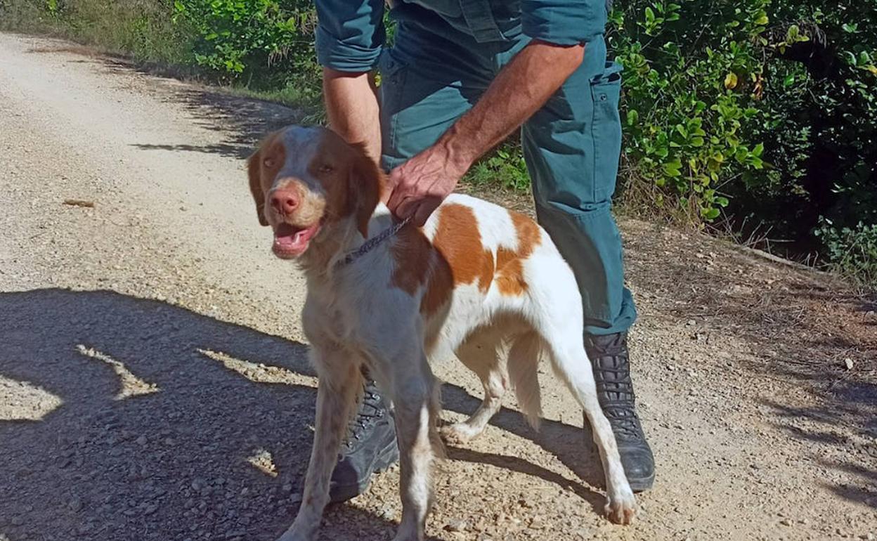El perro rescatado junto a un agente de la Guardia Civil.