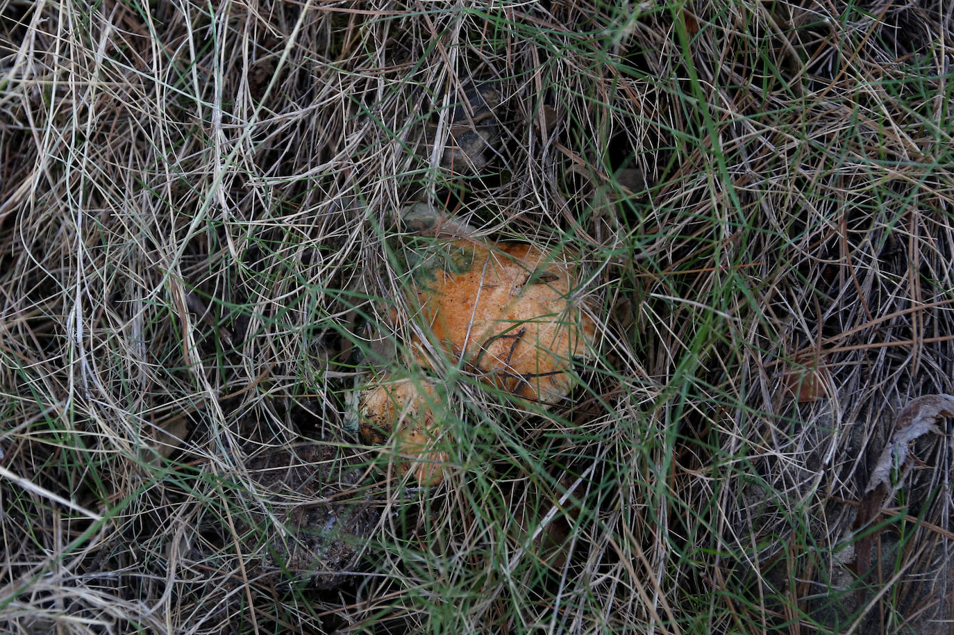 Fotos: Un tesoro culinario en la montaña de Moratalla