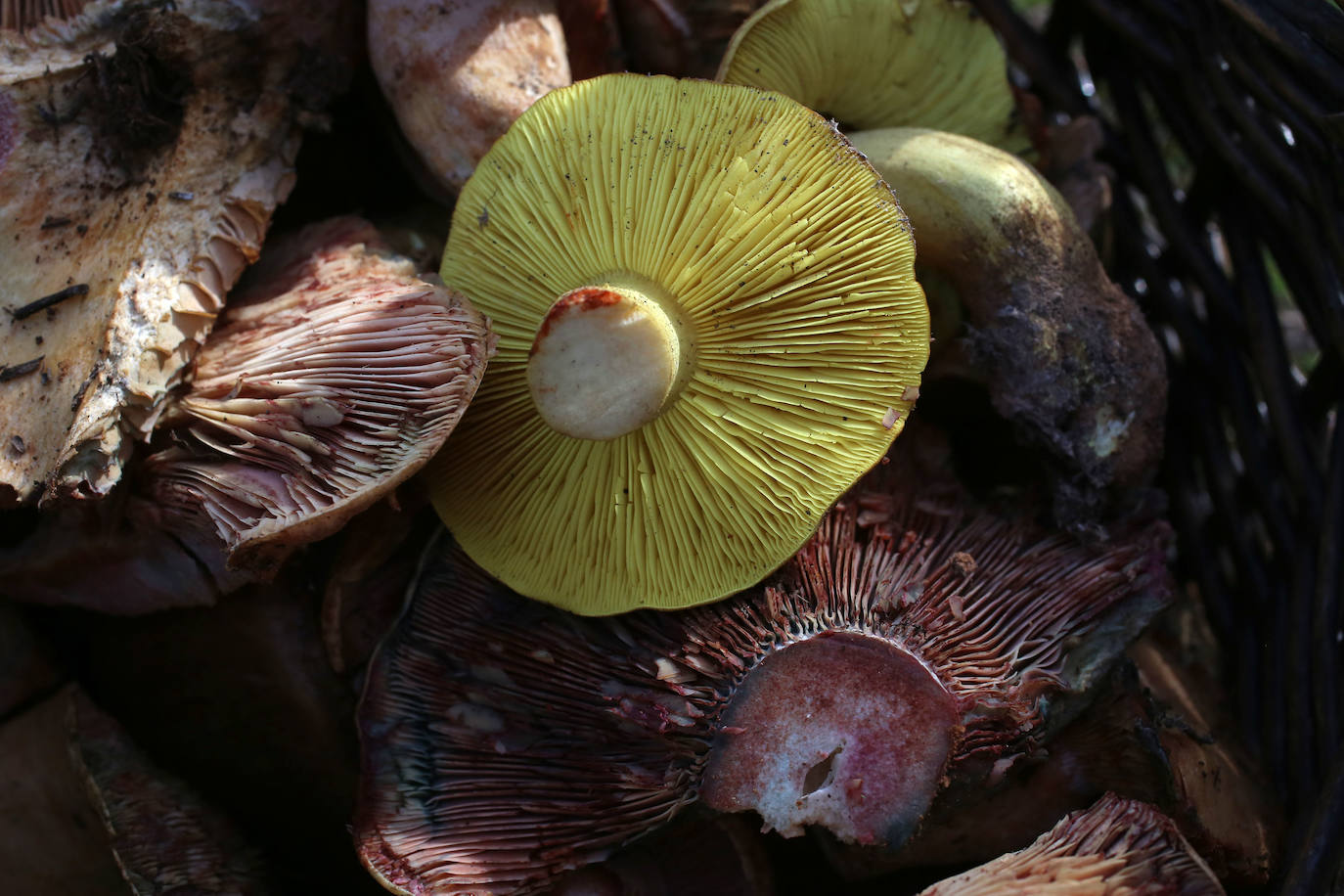 Fotos: Un tesoro culinario en la montaña de Moratalla