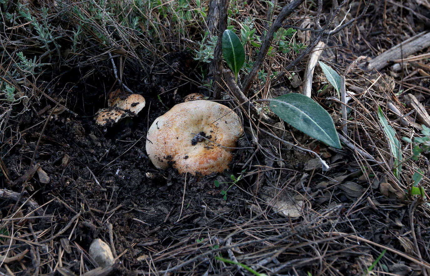 Fotos: Un tesoro culinario en la montaña de Moratalla