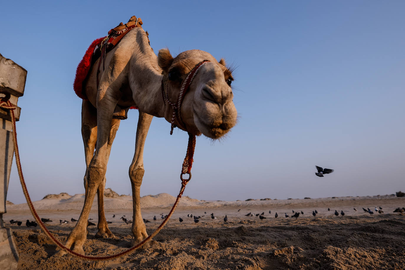 Fotos: Paseos en camello