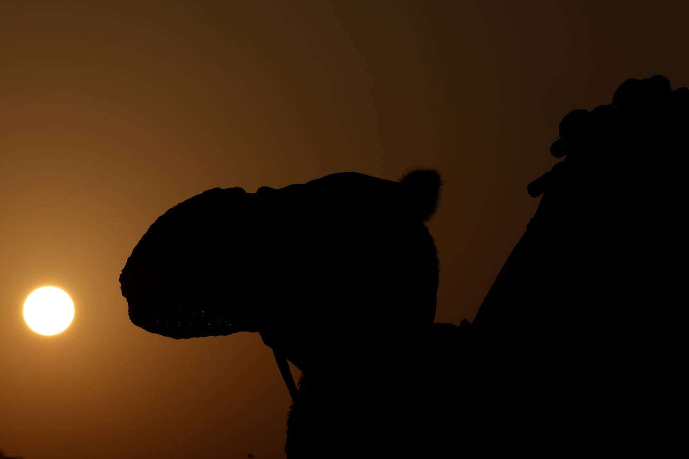 Fotos: Paseos en camello