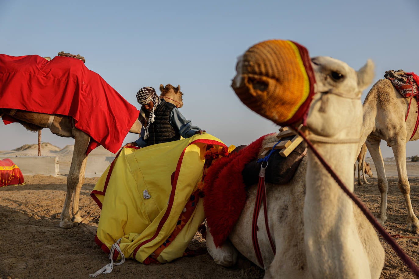Fotos: Paseos en camello