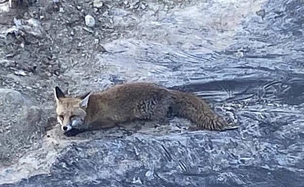 Zorro rescatado por los bomberos en Librilla este fin de semana. 