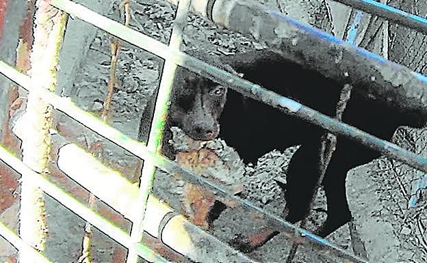 Uno de los perros localizado en la finca con un jirón de piel entre sus fauces. 