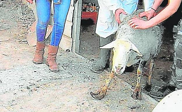 Una oveja con las pezuñas deformadas abandona el terreno.