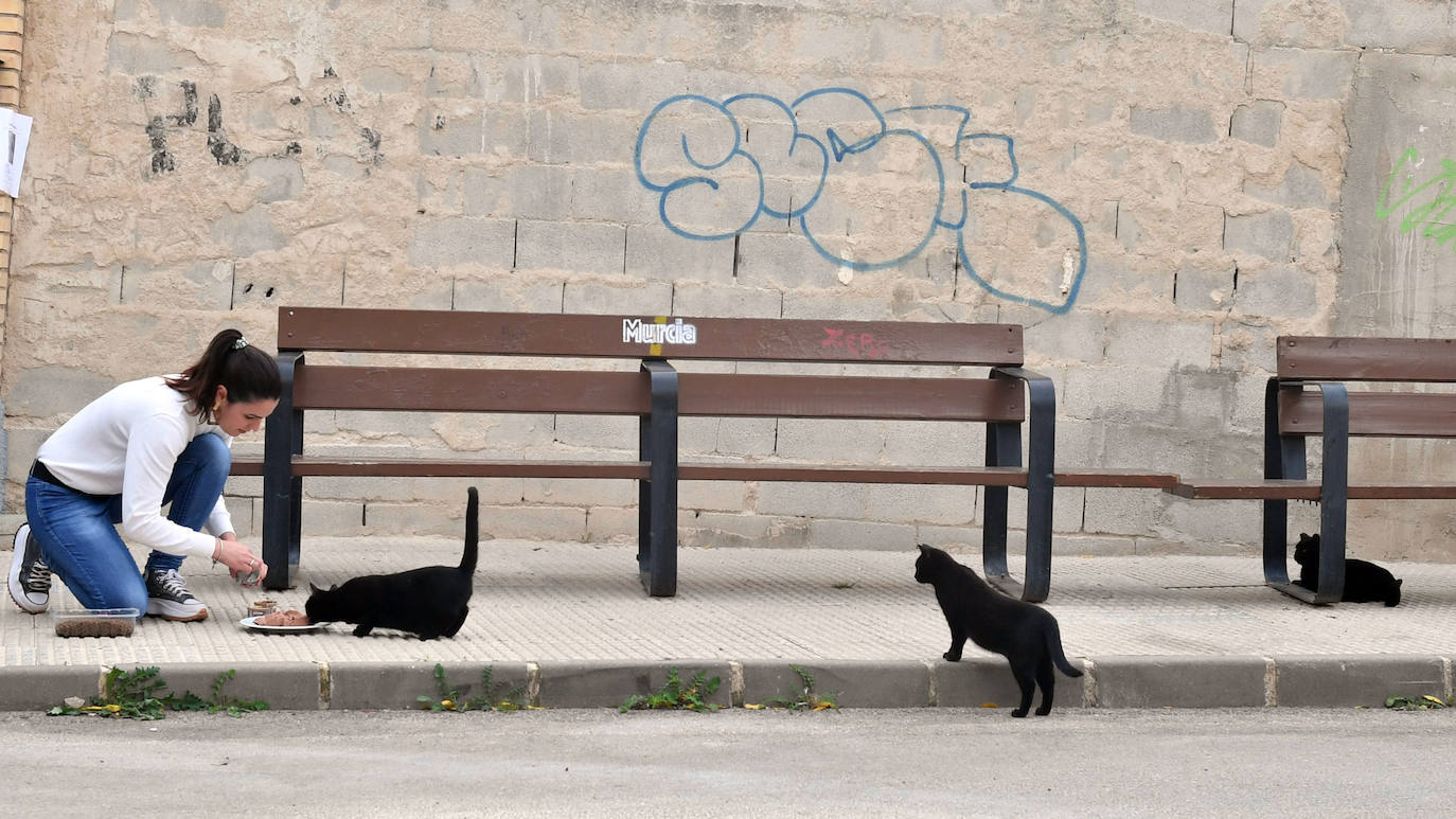 Fotos: El Ayuntamiento de Murcia esterilizará a los 20.000 gatos
