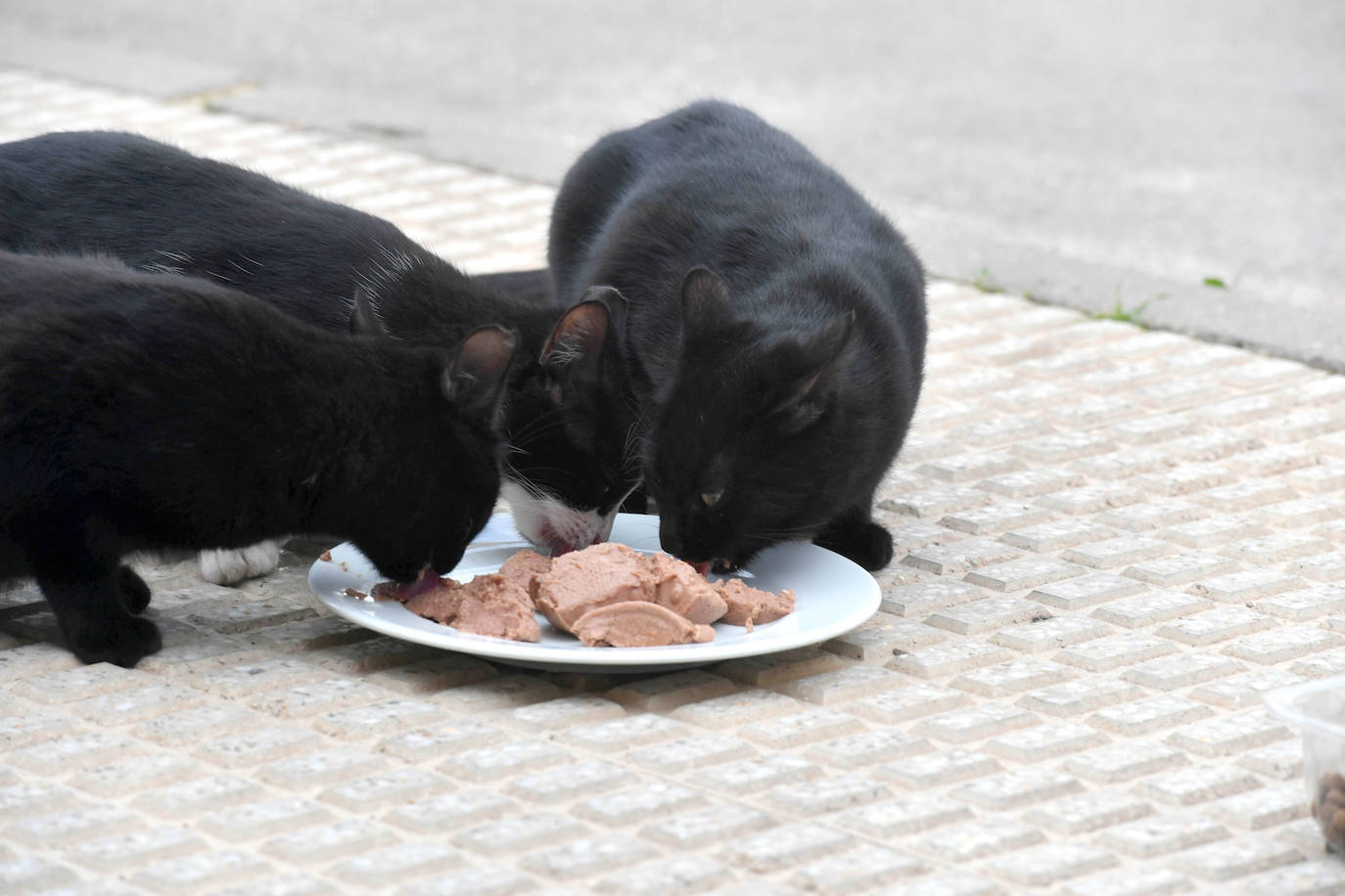 Fotos: El Ayuntamiento de Murcia esterilizará a los 20.000 gatos