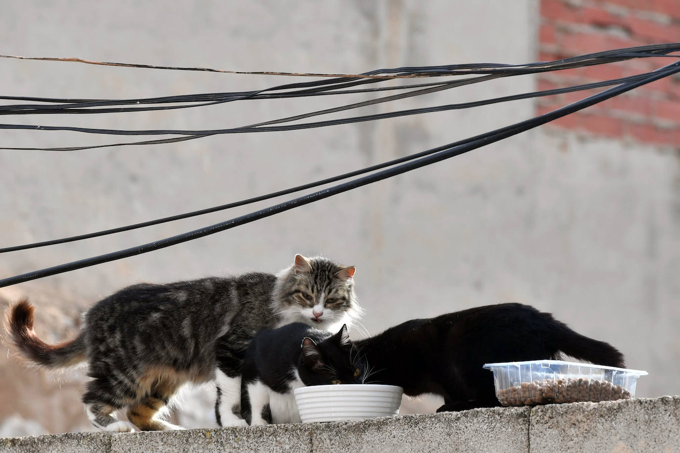 Fotos: El Ayuntamiento de Murcia esterilizará a los 20.000 gatos