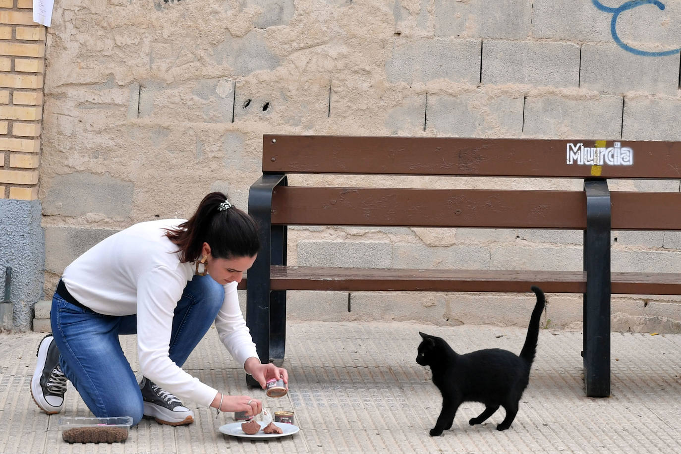 Fotos: El Ayuntamiento de Murcia esterilizará a los 20.000 gatos