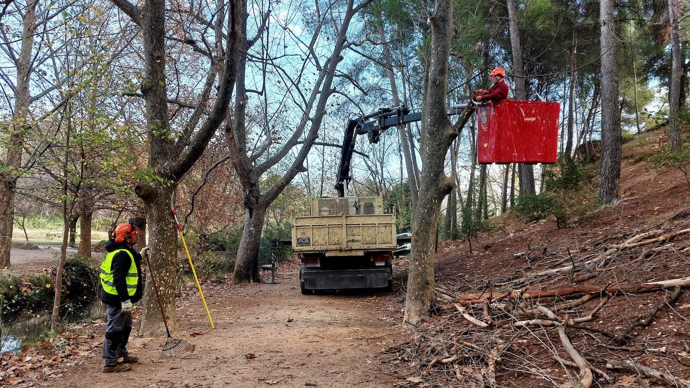 Trabajos de poda de árboles en las Fuentes del Marqués de Caravaca. 